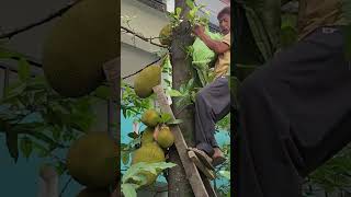 bountiful school's jackfruit harvest time .