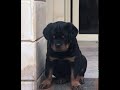 The Most Beautiful Rottweiler Puppy 2 Months Old