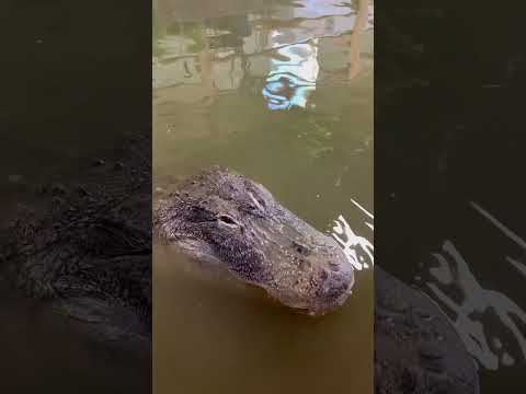 Alligator Is So