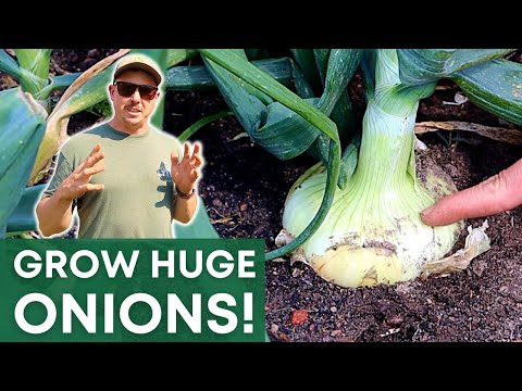 Video: Prairie Onion Care - Villi preeriasipulin kasvattaminen puutarhassa