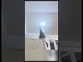 Intelligent and electrician cat 🤣🤣🤣 #viralvideo #youtubeshorts #funny #cute #funnyanimal #vlog