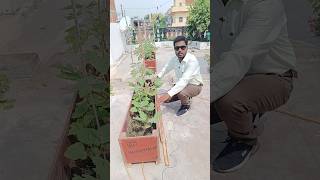 Garden boxes for vegetables | How to build a planter box for vegetables | #garden #box