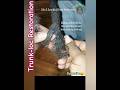 Trunk-loc Restoration: When Thread is Embeds in your loc #wicks #locjourney | Wickkidrva