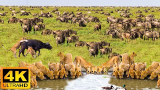 4K African Animals: Khaudum National Park  Amazing African Wildlife Footage with Real Sounds