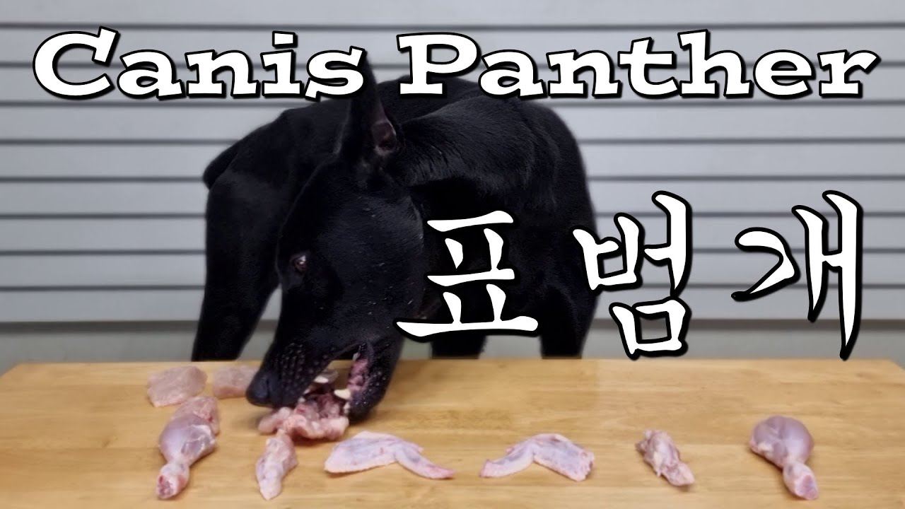 canis-panther-dog-youtube