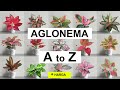 Nama-nama AGLONEMA dari A - Z , dilengkapi Harga (Aglaonema)