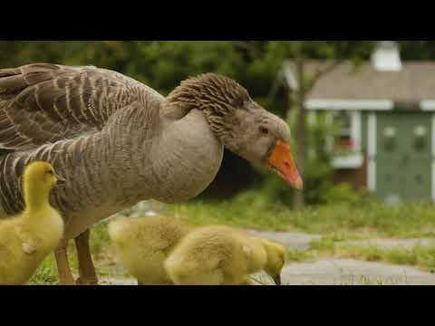 Watch: meet the French Toulouse geese