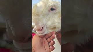 sheep farming in Pakistan #beautifullgoats #goatfarming #khushabgoatfarm#beautifullgoats #beautifull