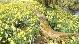 Farndale Daffodil Walk in the North York Moors