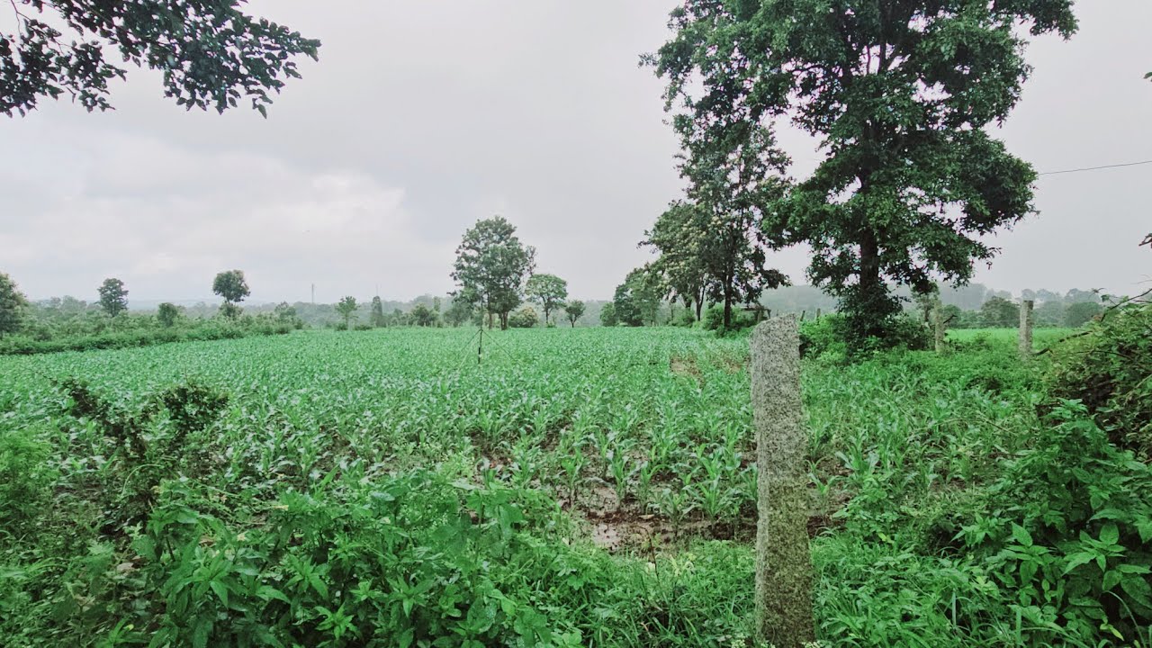 (#387) 2.5 ಎಕರೆ ಕೃಷಿ ಜಮೀನು. ಸುಂದರವಾದ ಅರೆಮಲೆನಾಡು ಪ್ರದೇಶ. ಒಳ್ಳೆ ರಸ್ತೆ ಇದೆ. ಉತ್ತಮ ಮಣ್ಣು. 👌🏻🌍