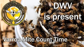 How To Count Varroa Destructor Mites with the Powdered Sugar Shake Method. Step by Step.