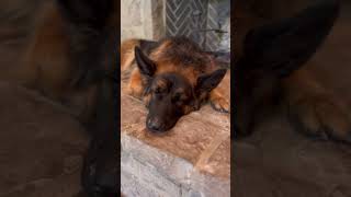 She would never fall asleep on the job