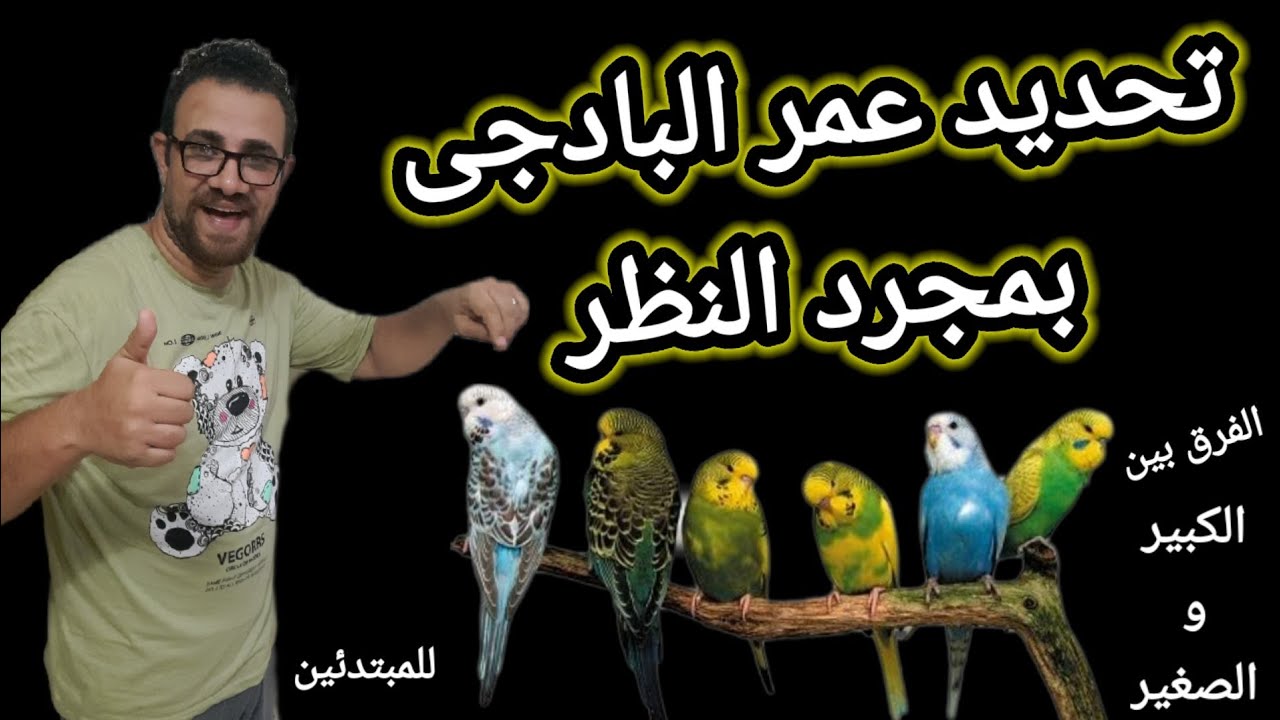 علامات تحديد عمر البادجي الاسترالي بمجرد النظر