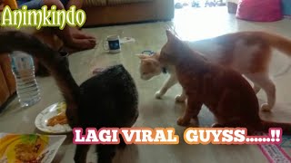 He exclaimed || cat playing soccer 3 brothers.guaranteed to laugh😀😀 by animkindo 168 views 2 years ago 3 minutes, 34 seconds