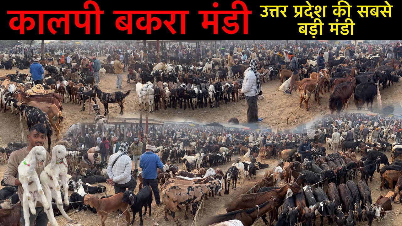 कालपी बकरा मंडी सबसे बड़ी बाजार | Kalpi Bakra Mandi | Kalpi Goat Market Latest Video ￼| Ziya Vlogs