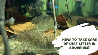 How to take care of Leaf Litter in Aquarium!
