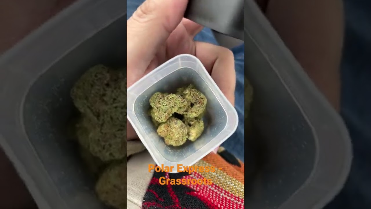 Polar Express- Grassroots