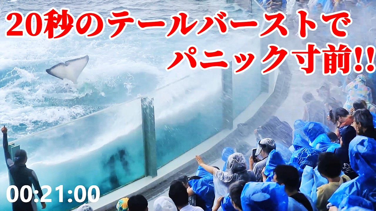 シャチの攻撃でパニック寸前!! 鴨川シーワールド シャチショー