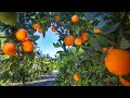 Voici comment gagner des millions en cultivant juste les oranges