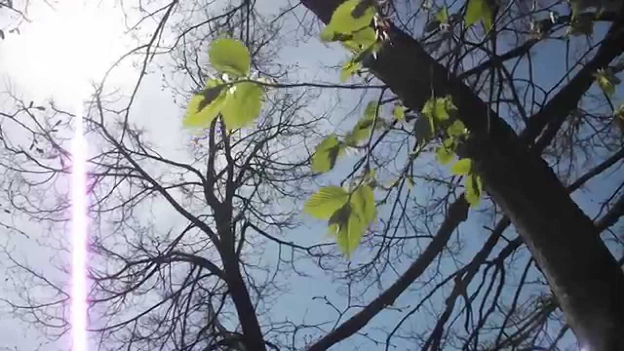 фото вяз мелколистный смотреть