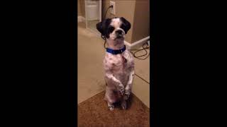 Most Awesomely Patriotic Dogs EVER! | Funny Animals
