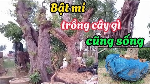 Bật mí cách đào và trồng cây cổ thụ sống 99%
