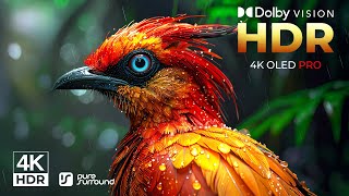 Dolby Vision 4K Hdr Orange Tone Oled Performance Demo