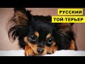 Русский той-терьер плюсы и минусы породы | Собаководство | Порода собак Русский той-терьер