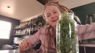 Let's learn how to make a Cleavers tincture!