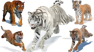 Model 3D Harimau Realistis untuk Diunduh | PROmax3D screenshot 3