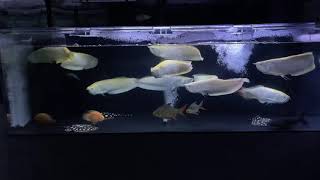 キングコング20201209店内前2400水槽