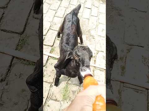 The Goat Baby Drinking Milk