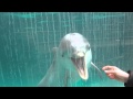 Игра с дельфином в Дюсьбурге зоо