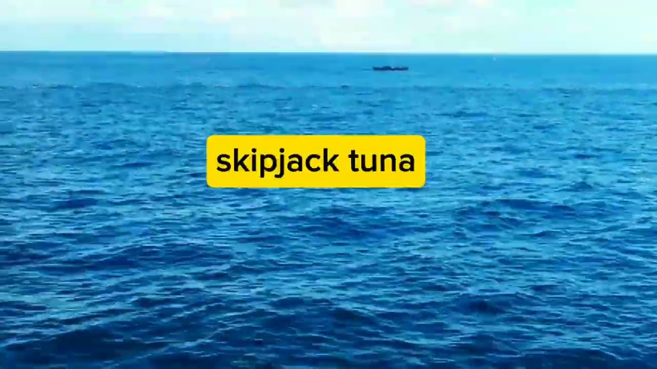 skipjack season at ang pag babalik laot ko bilang maestro😊