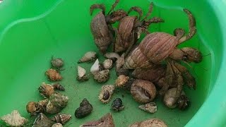 menemukan kelomang dan kepiting, UmangUmang, hermit crab, tangkap Umang besar dan kecil