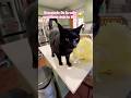 Gato negro fue adoptado#cat#cats#catvideos#catshorts#catlovers#parati#youtubeshorts#viralshort#dog