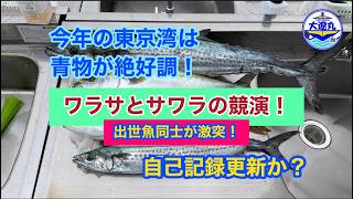 サワラシーズン開幕 サワラシーズン開幕 2026 6 24サワラ&ワラサ - YouTube