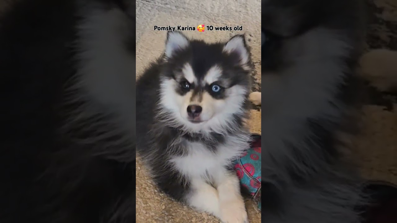 10 Week old pomsky Karina ❤️ 