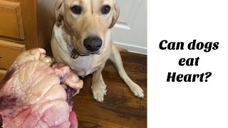 Raw Diet | Can Dogs Eat Cow Heart?