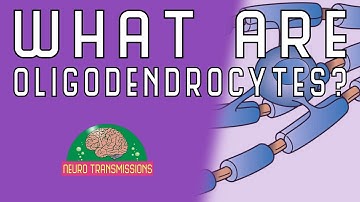 What Are Oligodendrocytes?