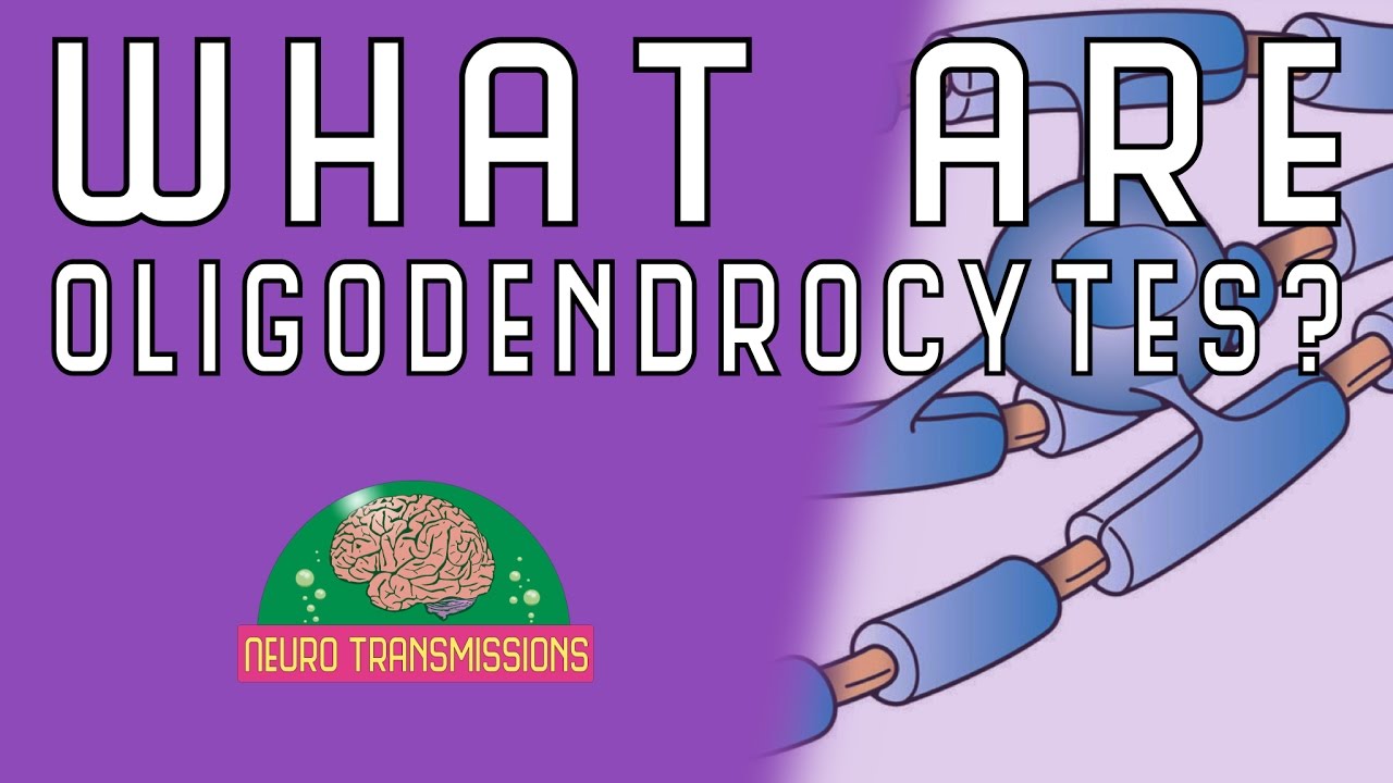 What Are Oligodendrocytes?