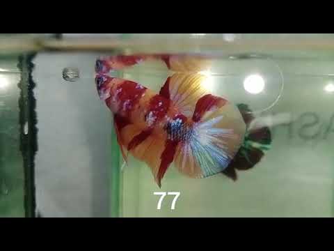 Video (RIT-77) Nemo Galaxy Plakat Male Betta - youtube
