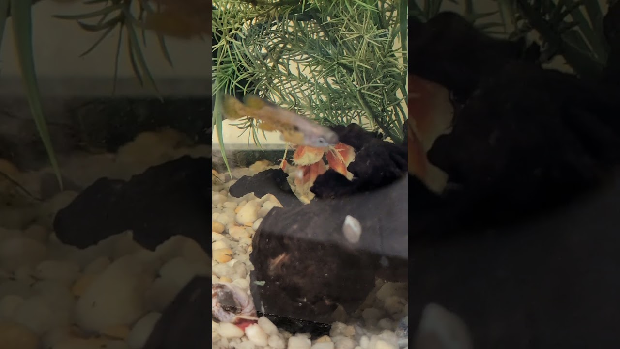 Check in on Skiffia Multifasciata male looking great!  (2026) #shorts #drockingfish