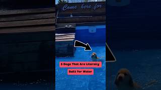 5 Dogs That Are Literally Built for Water 🌊🐕