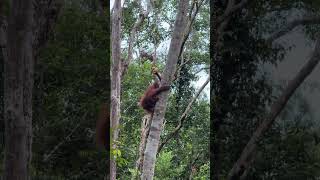 Orangutan Menggendong Bayi Di Taman Nasional Tanjung Puting