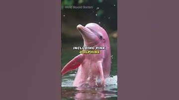 Amazon Forest – The Lungs of Our Planet!