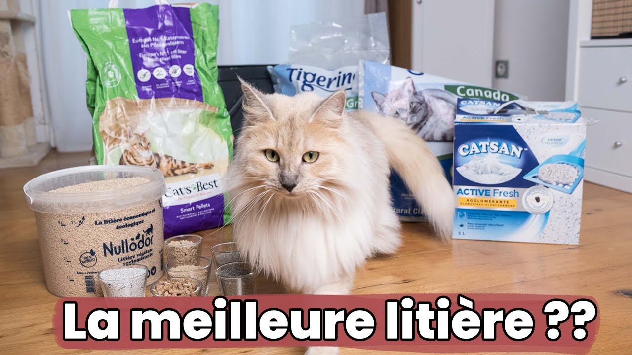 Je teste 6 litières pour chats : agglomérantes, minérales, végétales... | Test & Avis