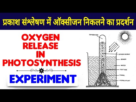 प्रकाश संश्लेषण की क्रिया | Oxygen release in photosynthesis | prakash sanshleshan ki kriya