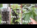 Cách trồng rau mồng tơi tiết kiệm diện tích | The easy way to grow spinach by using plastic bottle