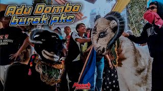 Download Lagu LUCU ADU DOMBA BUROK PKC LIVE CIOMAS KUNINGAN MP3